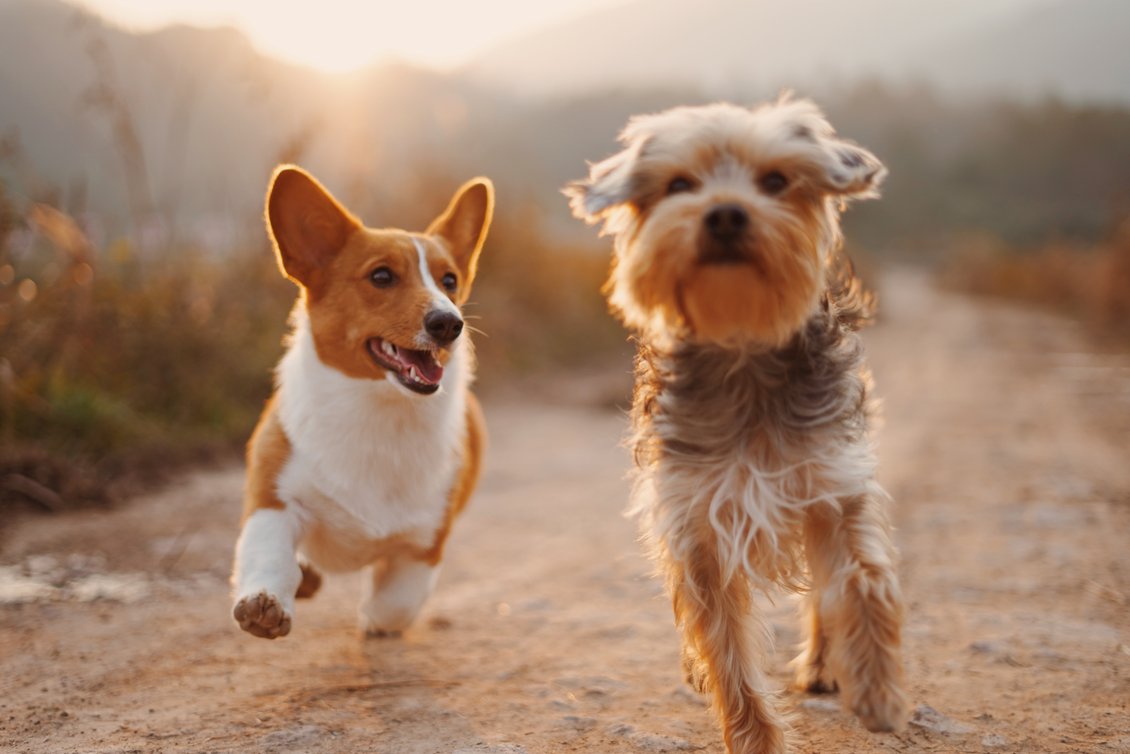 Dog Friends