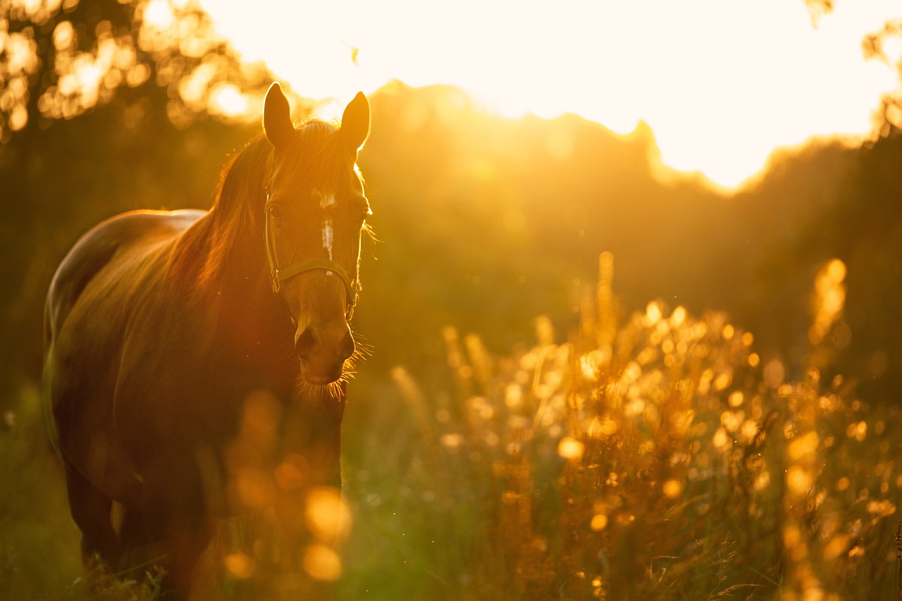 Pferd Abendsonne.jpg