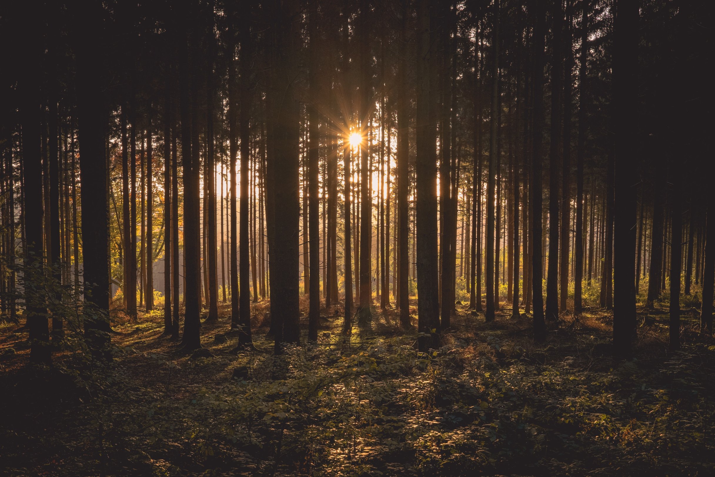 Sunset in the Forest